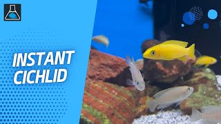 Instant Cichlid  Aquarium Systems [upl. by Onairotciv]