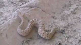 Sidewinder Rattlesnake in the Wild [upl. by Aurthur]