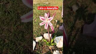 Mira las bellas flores de los lirios o amaryllis [upl. by Namie]