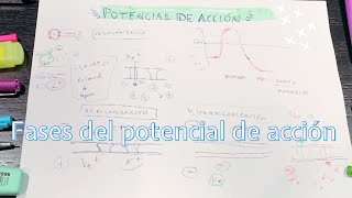 Fases del Potencial de Acción Despolarización Repolarización e Hiperpolarización Bomba 💣 Na y K [upl. by Ahrens]