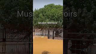 Sahabi tree Sahabi darakht  Viral short [upl. by Jehias]