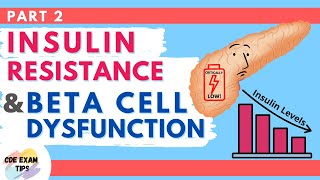 Insulin Resistance and Beta Cell Dysfunction  CDE Exam Tips [upl. by Renny]