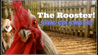 The Rooster Serving Your Homestead [upl. by Notgnillew734]