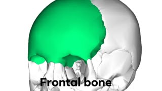 Frontal  part 2 anatomy skullandbones [upl. by Eillim939]