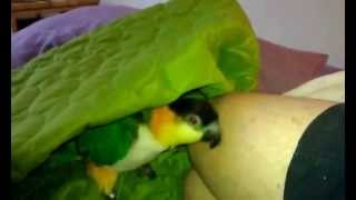 Squeaky Caique my pet parrot playing [upl. by Hendrika345]