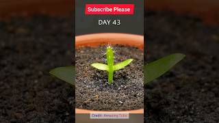 shorts Dragon fruit grow Timelapse video [upl. by Ahsimal]