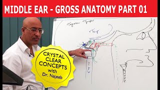 Middle Ear  Gross Anatomy  Part 19 [upl. by Felicie243]