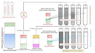 Microbial Assay of Antibiotics  Turbidity Method for Assay of Antibiotics  Microbial Assay Methods [upl. by Gneh]