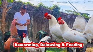 REGULAR DEWORMING DELOUSING FEEDING AND TREE PRAWNINGbackyard happenings [upl. by Nodal755]