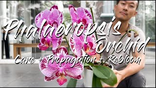 Phalaenopsis Orchid care propagation and rebloom [upl. by Areema919]