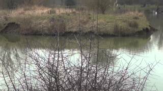 CHESTNUT POOL FISHERY LANGFORD BIGGLESWADE BEDFORDSHIRE ANGLERS MAIL TACTICAL BRIEFINGS [upl. by Kattie19]