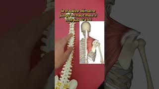 Douleur épaule et cervicale mobilise ton rachis thoracique kiné osteopathie [upl. by Ennairrac323]