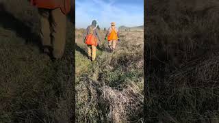 English springer spaniel field trial Pheasant contact steady on flush and shot [upl. by Albric95]