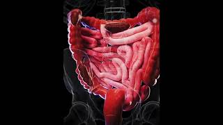 How to move Undigested food in Our Large Intestines digestion largeintestine shorts neet2025 [upl. by Holladay755]