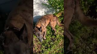 Cadaver dog on the job belgianmalinois searchdog workingdog [upl. by Manno702]