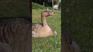 Pinkfooted Goose CloseUp  Kurzschnabelgans Großaufnahme Heidelberg [upl. by Drews488]