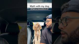 Mini Cockapoo Has to Think Hard About This Math Question 😳 [upl. by Seeto]