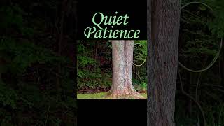 Quiet Patience  can u wait for it [upl. by Dimitri]