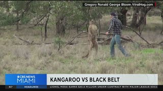 Watch Brawl between a kangaroo dog and martial arts expert [upl. by Gracye]