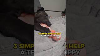 🚨PUPPY OWNERS this is for you staffies puppy staffie yourpet staffy [upl. by Perseus]