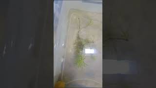 Part 3 of Betta Fish Breeding aquarium bettabreedingtank fish [upl. by Quickel]