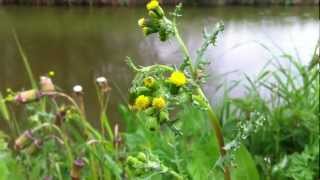 Common Groundsel Senecio vulgaris  20120429 [upl. by Edya]