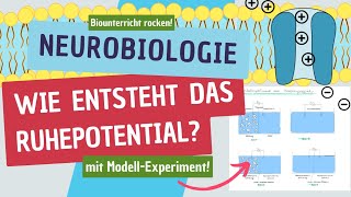 Entstehung eines Membranpotentials  Ruhepotential  chemische und physikalische Kräfte [upl. by Bianchi454]