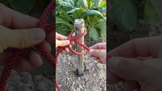 Learn to tie Clove Hitch rope knot167 [upl. by Ramonda]