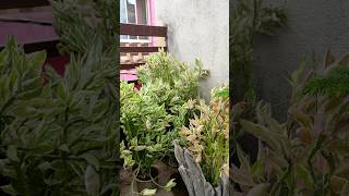 Devils Backbone Plant Pedilanthus Plant Care How to Grow and Care of Pedilanthus SultanSingho6j [upl. by Liba]