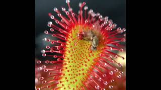 DROSERA SPATULATA COMIENDO  TIMELAPSE [upl. by Hill]