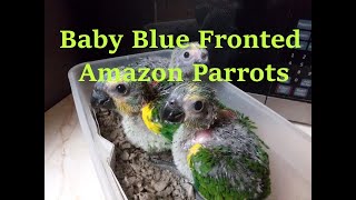 blue fronted amazon hatched 5 16 2021 [upl. by Orrocos628]