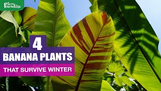 THE HARDIEST banana plants you can grow [upl. by Nareht]