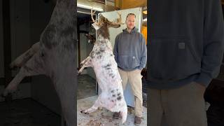 Rare Piebald 9pt Buck Dutchess County Ny Congrats Jared Kinghunting deerhuntingbowhunting [upl. by Delanie]