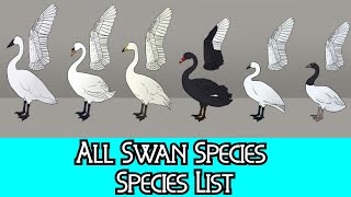 All Swan Species  Species List [upl. by Razid]