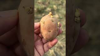 आलु लगाउदा सेतो टुसा आएको लगाउने कि हरियो टुसा agriculturetips farming potatofarming [upl. by Noiek127]