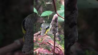 Snake Caterpillar  Hemeroplanes triptolemus moths animals nature shorts [upl. by Seyler]