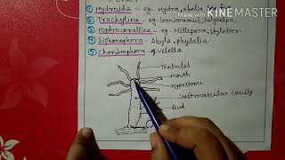 Phylum coelenterata characters and classification [upl. by Haggerty]