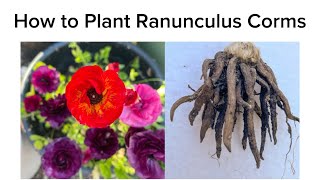 How to Plant Ranunculus Corms [upl. by Rimas]