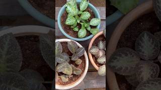 Repotting Episcia Plants 🪴 shorts [upl. by Archy746]