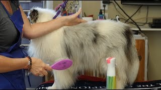 Line Brushing Tutorial Double Coated Breeds [upl. by Compte392]