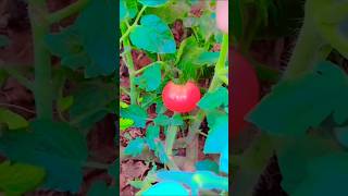 Tomatoes Vegetable 🍅gardening garden vegetablesplants tomato shortsfeedshorts farming shots [upl. by Arutek]