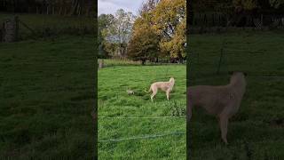 ferreting hunting rabbiting lurcher fieldsports workingdog huntingdog [upl. by Cirdes]