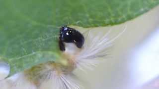 Hungry Fall Webworm in Closeup アメリカシロヒトリ終齢幼虫（蛾）の食欲 [upl. by Nothsa312]