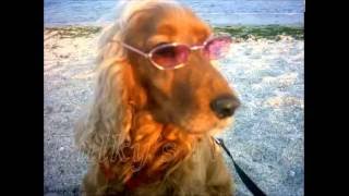 Anne diyen köpek  BALKI anneee diyor  cocker spaniel disi kopek konusuyor [upl. by Pages582]