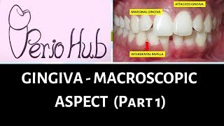 GINGIVA  Marginal Free gingiva [upl. by Anauqal]