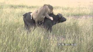 Lion attacks buffalo Masai Mara Kenya [upl. by Dulcia796]