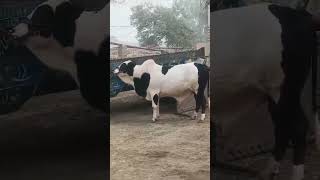 Black Panda 🐼 haiderhaiderrecords cow sohrabgothcowmandi musicgenre bull ytshorts shorts [upl. by Jehias]