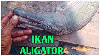 IKAN ALIGATOR [upl. by Laney]