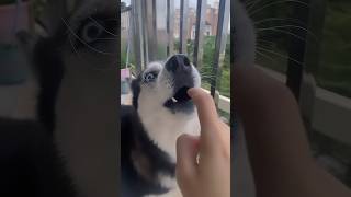 Drama husky compilation animal funny dog husky dogs doglover funnyvideo [upl. by Nyltyak]