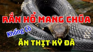 Rắn Hổ Mang Chúa Cực Độc Tấn Công Ăn Thịt Kỳ Đà [upl. by Milly]